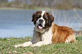 SAINT BERNARD 117